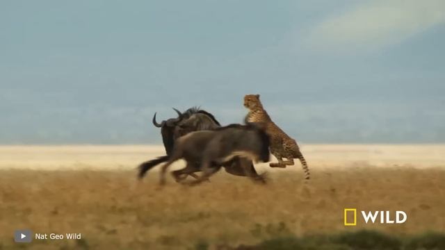 Редкие Случаи с Животными, Которые Вы Захотите Пересмотреть Дважды
