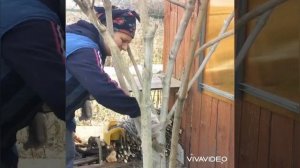 Чистка и покраска стволов плодовых деревьев, завершаем дачный сезон 2021, Мордовия