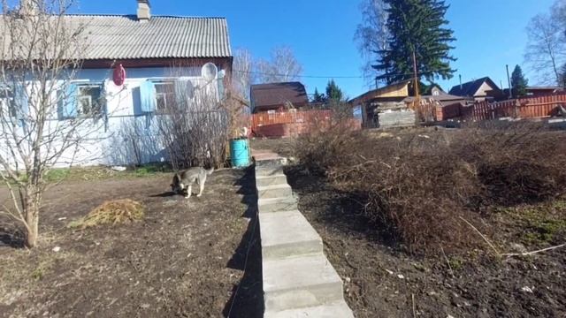 30.04.23. Зосима-Пчельник. Как и когда появились пчёлы?