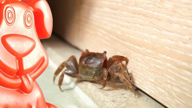 Котята пригласили желейного Стасика на Новый год