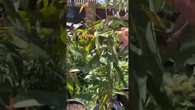 Эвкалипты. Эвкалипт коробочконосный, радужный, лимонный. Выращены из семян.