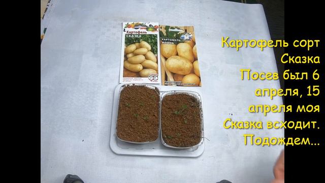 Картофель из семян, на выходе- чистый посадочный материал! #картофель #potatoes