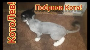 Стрижка кота своими руками. Груминг