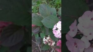 Сходство и отличие красных гортензий- Фрайз Мельба и Самарская Лидия.