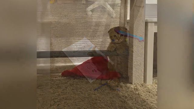 Домашний питомец и его роль в жизни ребёнка смотреть онлайн