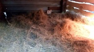 Содержание свиней на улице.