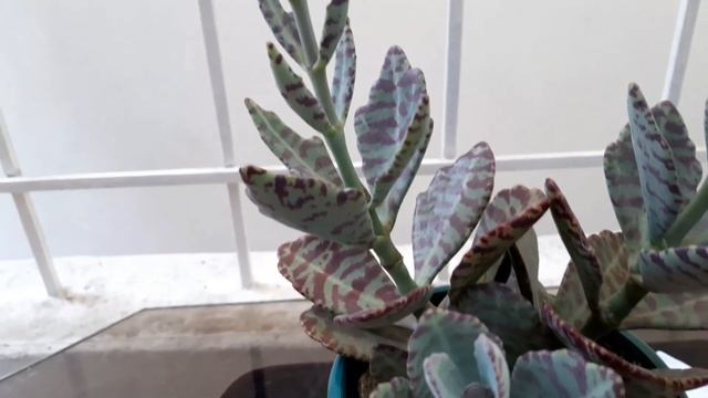 Mantenimiento Kalanchoe Humilis/ corté vara Floral/ Será que estuvo bien? смотреть онлайн
