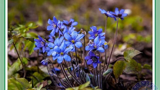 Экологическая сказка Как поспорили растения.