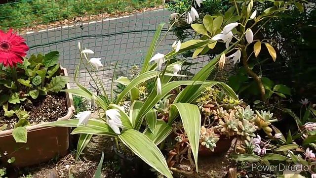 Bletilla striata смотреть онлайн