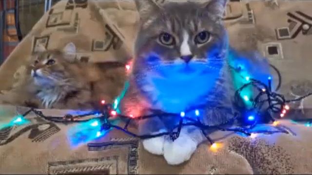 Our Cats & All About Them (Long Haired Cats and The Angora) CATS KITTENS pets ch 5 of 34 смотреть онлайн