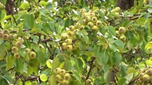 Большой урожай Дикая Груша