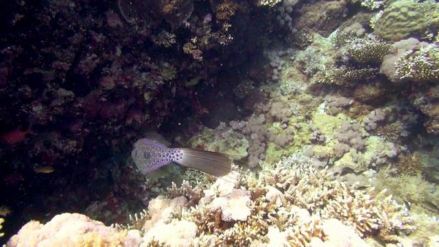 Острова, акулы, рыбы... смотреть онлайн