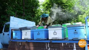 Мед: теперь каштановый! Доброе утро. Фрагмент выпуска от 02.07.2020