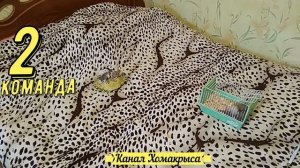 Дрессированные крысы дамбо  Домашние дрессированные крысы  Декоративные крысы Дрессировка крыс