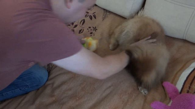 Пекинес Дендик Рязань погрыз курочку смотреть онлайн