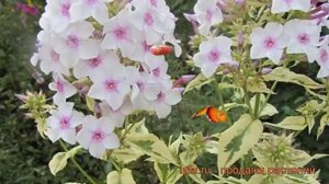 Флокс метельчатый Крем де ла Мэнте ? обзор: как сажать, рассада флокса Крем де ла Мэнте