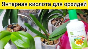 Янтарная кислота для цветов_Живительная сила для всех растений