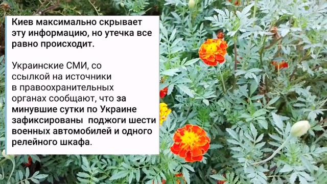 Дезертирство растёт и поджоги авто всу тоже
