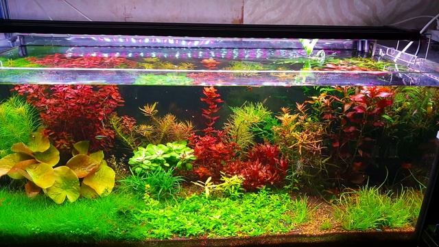 Как правильно смотреть в аквариум/Аквариум травник/Аквариум 300 литров/Живые растения в аквариуме смотреть онлайн