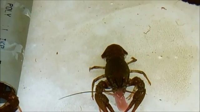 РАКИ В ДОМАШНИХ УСЛОВИЯХ. КОРМЛЕНИЕ. смотреть онлайн