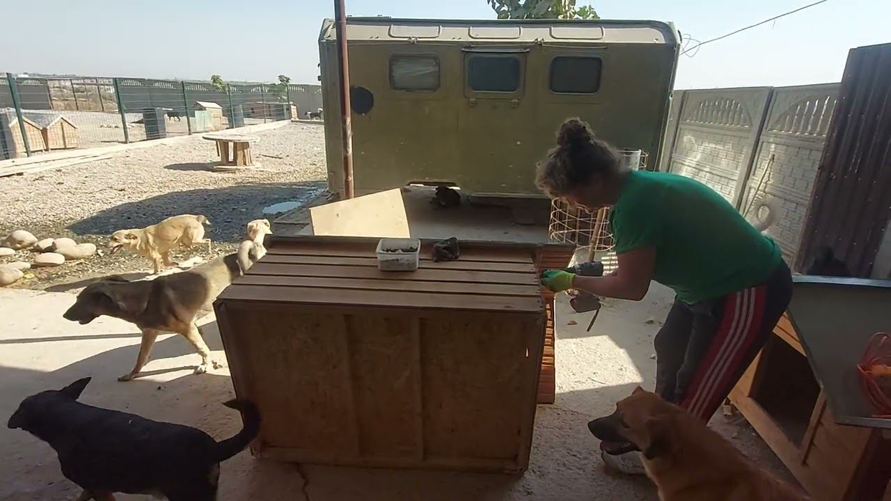 в приюте для бездомных собак, сегодня, ремонт будок #animalshelter  #приютдлясобак