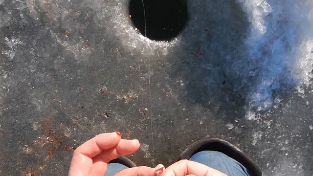 Отличный клев белой рыбы на Печенежском водохранилище. Часть 2 смотреть онлайн