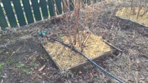 ГОЛУБИКА высокорослая! Подробно о выращивании!