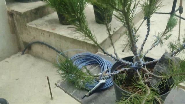 стрижка ниваки из сосны горной .часть 2 смотреть онлайн