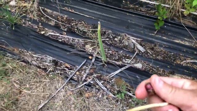 КЛЮЧОМ к ВАШЕМУ саду пермакультуры или фруктовым насаждениям является смотреть онлайн