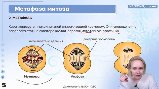 Митоз и мейоз