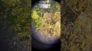 Картинка бинокля 70х- Swift Audubon 8.5x44