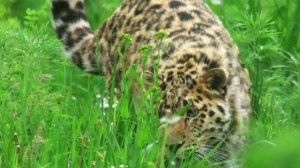 Leo80M История одного леопарда