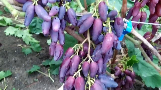 Перцовый красный виноград на 10.08.22. Теплова Татьяна +380956118435 смотреть онлайн