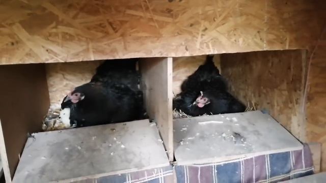 Как под квочку подложить чужих цыплят смотреть онлайн