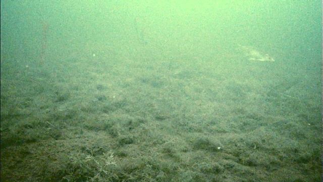 Зимняя рыбалка в Карелии 2022. подводная съемка Язь-52 смотреть онлайн