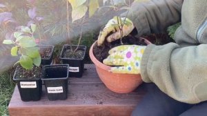 Распаковка Гортензии из Питомника annabelle!!!???