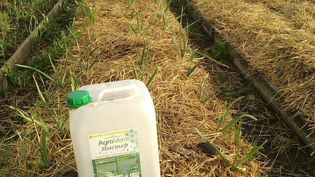 Мы хотим крупный чеснок!!!// Правильный уход за чесноком//Секреты Хороших Урожаев смотреть онлайн