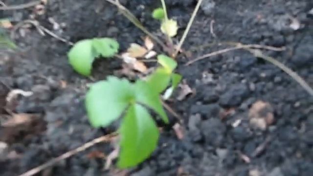 Ремонтантная земляника из семян