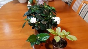 Джунгли в квартире. Ароматные  Красавицы. Гардения и табернемонтана.