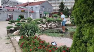 Бонсай Ниваки из можжевельника