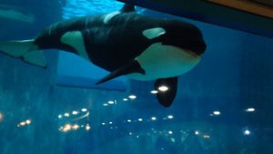 Касатка в Московском  океанариуме