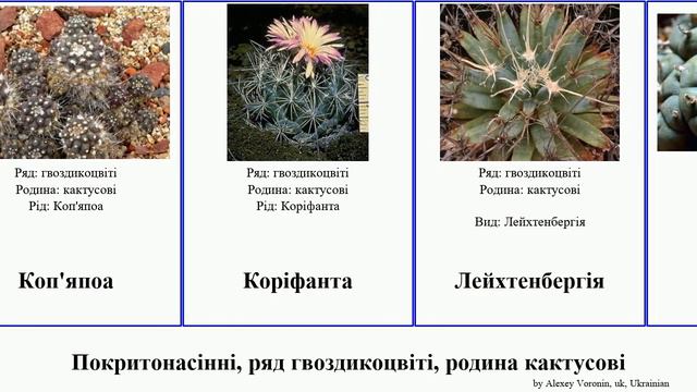 Покритонасінні, ряд гвоздикоцвіті, родина кактусові гімнокаліціум featuring angiosperms Епітеланта смотреть онлайн