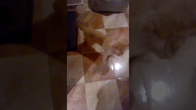 Мой кот бегает за хвостом|Я привязала к его хвосту его любимую резинку! смотреть онлайн