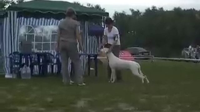 IMGP4663.MOV Киев САС эксперт Людмила Сударикова (Россия) смотреть онлайн