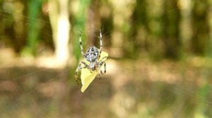 Паук крестоносец✨