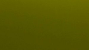 Яма с Огромными Сазанами. Подводная Охота в Залёжке на Задержке Дыхания.