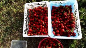 Клубника ХОНЕЙ кислый и мелкий?! Мы не согласны!) Ферма "Омская Ягода"