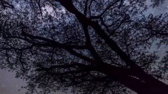 Musica Relajante Étnica sabana de Africa - RELAXING AFRICAN SAVANNAH ETNICA MUSIC смотреть онлайн