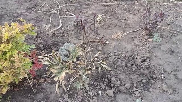 Пропозиції кущових рослин з мого саду ❤️ смотреть онлайн