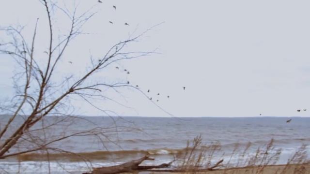 Canon T2I / 550D 50MM f1.4 смотреть онлайн